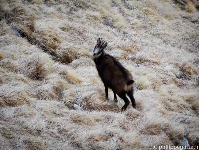 Chamois (© Philippe Gatta)