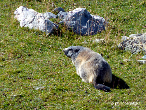 A marmot of the way to the Col de Crousette (© P. Gatta)