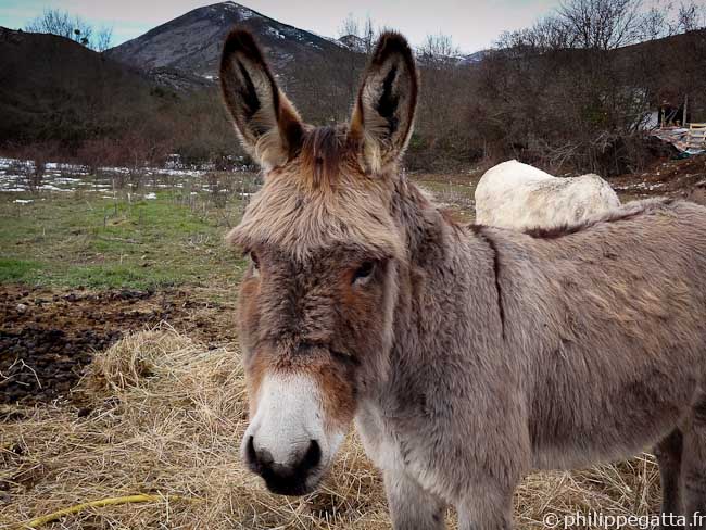 A friend (© Philippe Gatta)