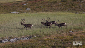 Kungsleden and Kebnekaise (© P. Gatta)